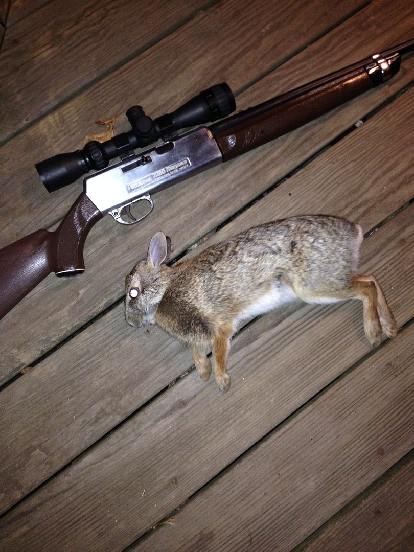 Squirrel hunting pellet guns, let's see em! Bushcraft USA Forums